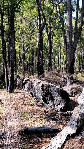 Jarrah Forest, WA. 